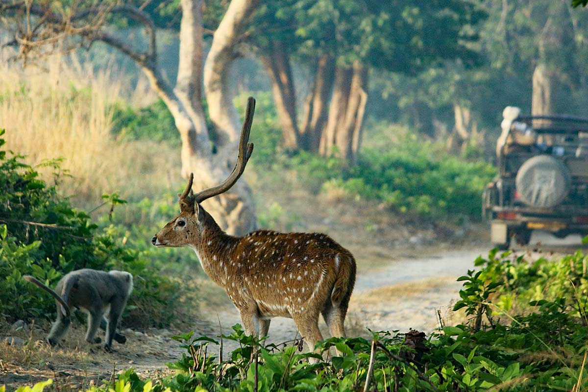 jim corbett tour package